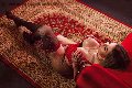 Foto Isabella Santos Trans Roma 3381521054 - 43