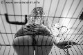 Foto Lady Giuliette Mistress Verona 3486833721 - 16