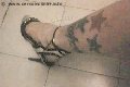 Foto Suzana Pantera Trans Alessandria 3929724965 - 55